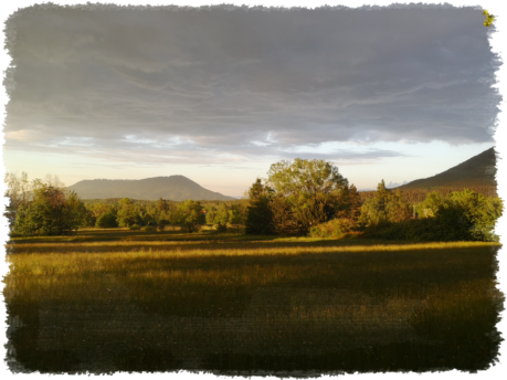 Po výsadbě borůvek